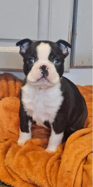 Boston Terrier ALLEVATI CON AMORE per adozione | Foto 3
