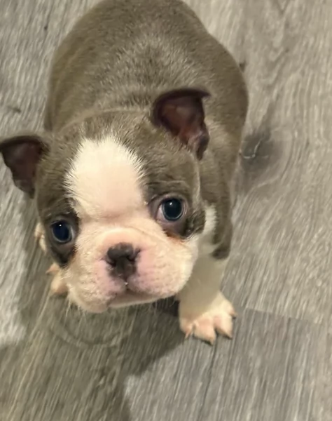 Boston Terrier ALLEVATI CON AMORE per adozione | Foto 2
