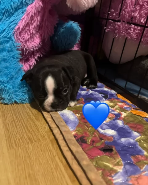 Boston Terrier ALLEVATI CON AMORE per adozione | Foto 0