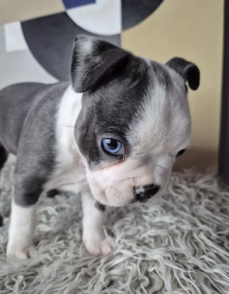 Boston Terrier ALLEVATI CON AMORE per adozione