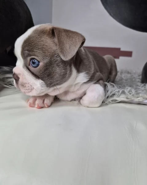 Boston Terrier ALLEVATI CON AMORE per adozione | Foto 4
