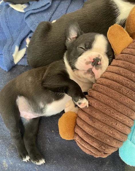 Boston Terrier ALLEVATI CON AMORE per adozione | Foto 3