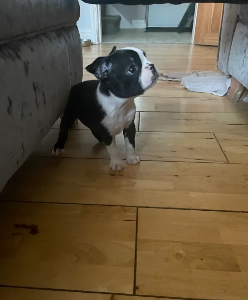 Boston Terrier ALLEVATI CON AMORE per adozione | Foto 2