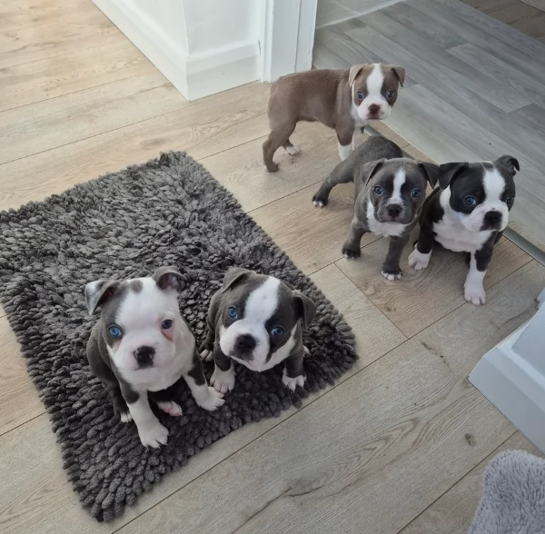Boston Terrier ALLEVATI CON AMORE per adozione | Foto 0
