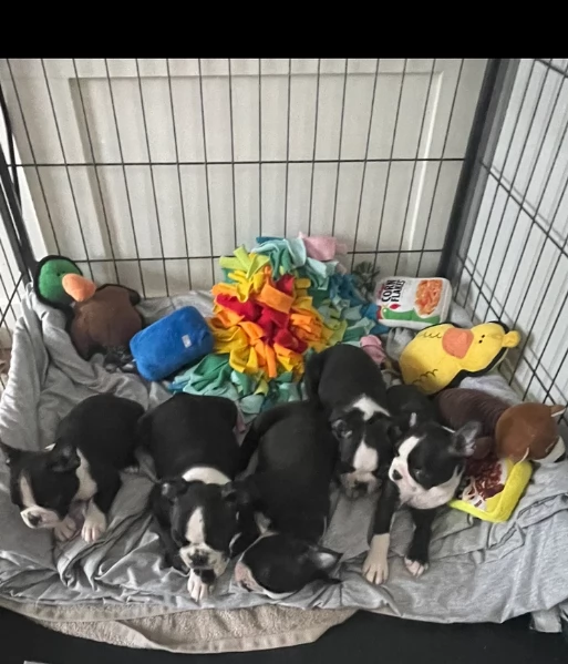 Boston Terrier ALLEVATI CON AMORE per adozione | Foto 0