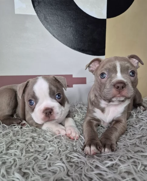 Boston Terrier ALLEVATI CON AMORE per adozione | Foto 3