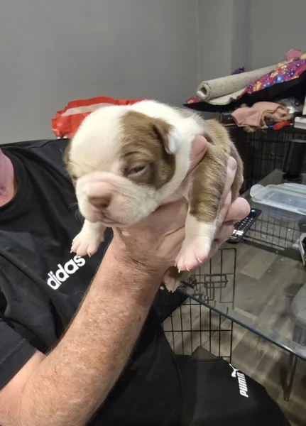 Boston Terrier ALLEVATI CON AMORE per adozione | Foto 3