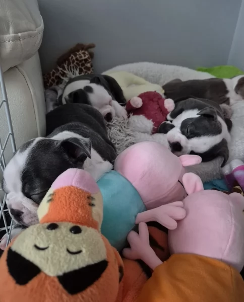Boston Terrier ALLEVATI CON AMORE per adozione | Foto 2