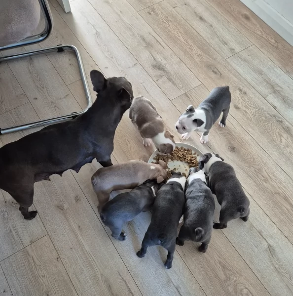 Boston Terrier ALLEVATI CON AMORE per adozione