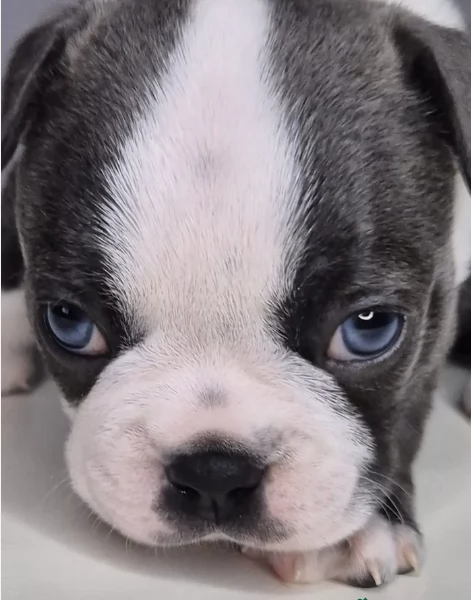 Boston Terrier ALLEVATI CON AMORE per adozione