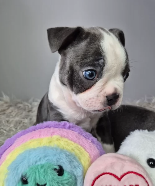 Boston Terrier ALLEVATI CON AMORE per adozione | Foto 0