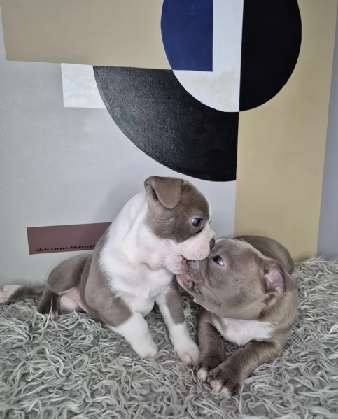 Boston Terrier ALLEVATI CON AMORE per adozione | Foto 0