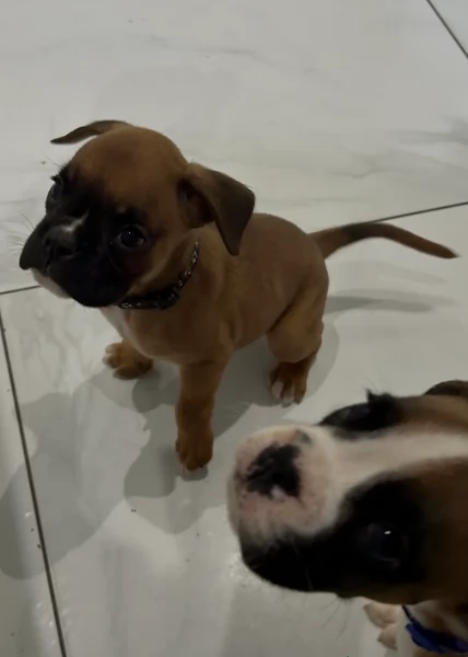 cuccioli di Boxer ALLEVATI CON AMORE per adozione | Foto 1