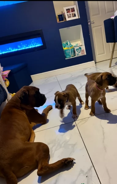 cuccioli di Boxer ALLEVATI CON AMORE per adozione | Foto 0