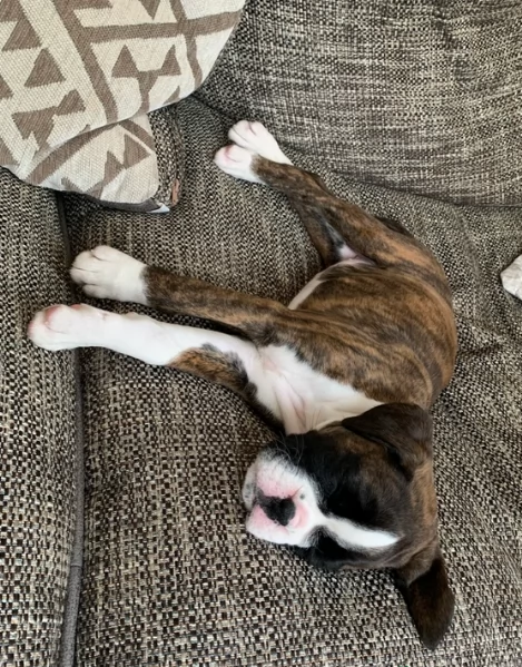 cuccioli di Boxer ALLEVATI CON AMORE per adozione | Foto 4