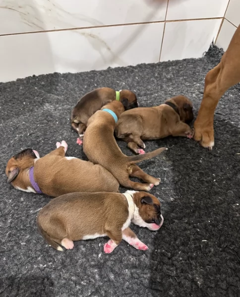 cuccioli di Boxer ALLEVATI CON AMORE per adozione | Foto 3