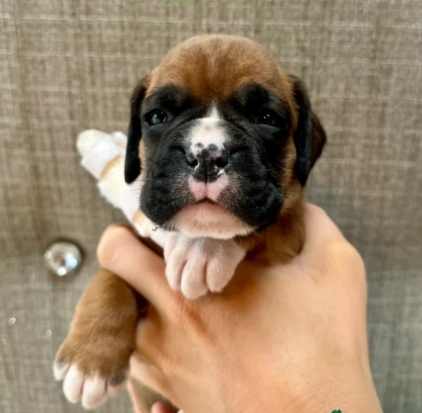 cuccioli di Boxer ALLEVATI CON AMORE per adozione | Foto 1