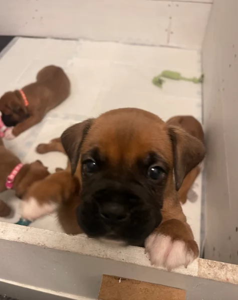 cuccioli di Boxer ALLEVATI CON AMORE per adozione | Foto 1