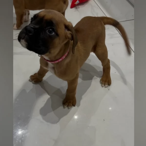 cuccioli di Boxer ALLEVATI CON AMORE per adozione | Foto 1
