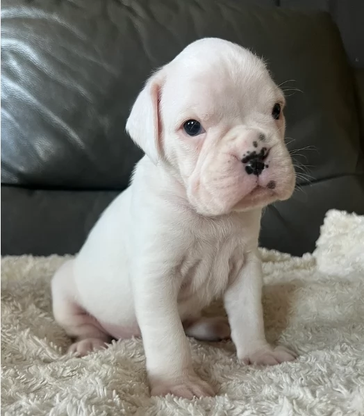 cuccioli di Boxer ALLEVATI CON AMORE per adozione | Foto 4
