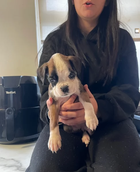 cuccioli di Boxer ALLEVATI CON AMORE per adozione