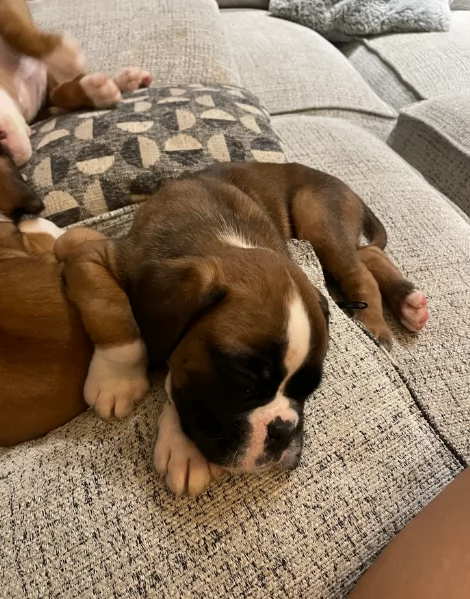cuccioli di Boxer ALLEVATI CON AMORE per adozione | Foto 3
