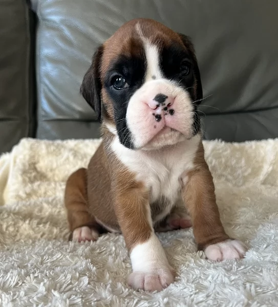 cuccioli di Boxer ALLEVATI CON AMORE per adozione | Foto 1