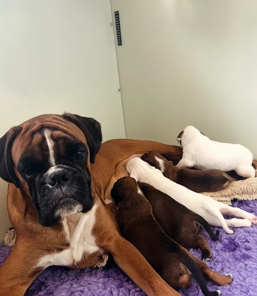 cuccioli di Boxer ALLEVATI CON AMORE per adozione | Foto 5