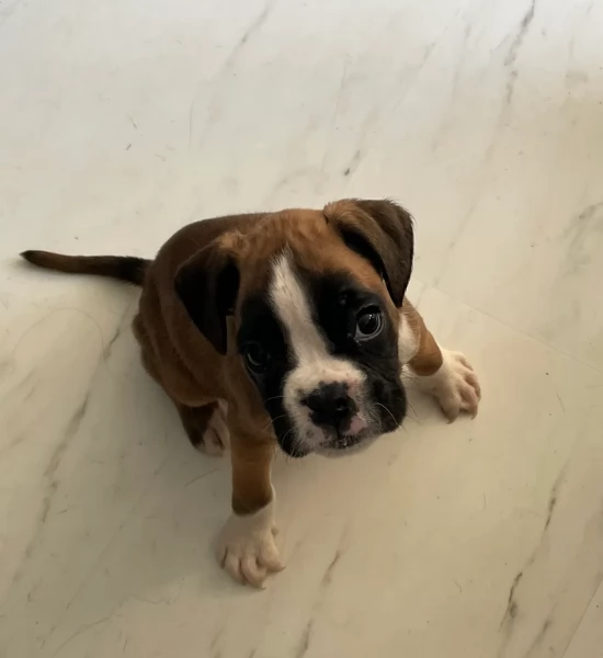 cuccioli di Boxer ALLEVATI CON AMORE per adozione | Foto 3