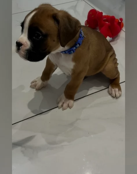 cuccioli di Boxer ALLEVATI CON AMORE per adozione | Foto 2