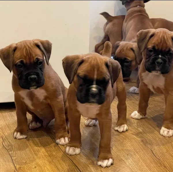 cuccioli di Boxer ALLEVATI CON AMORE per adozione | Foto 1
