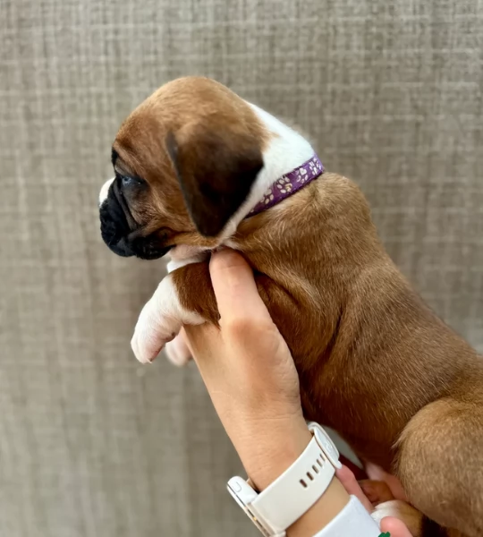 cuccioli di Boxer ALLEVATI CON AMORE per adozione | Foto 3