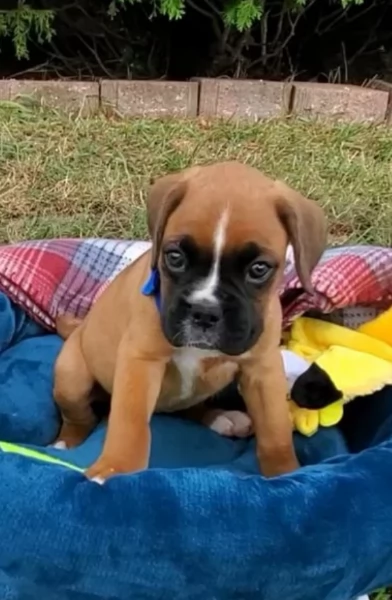 cuccioli di Boxer ALLEVATI CON AMORE per adozione