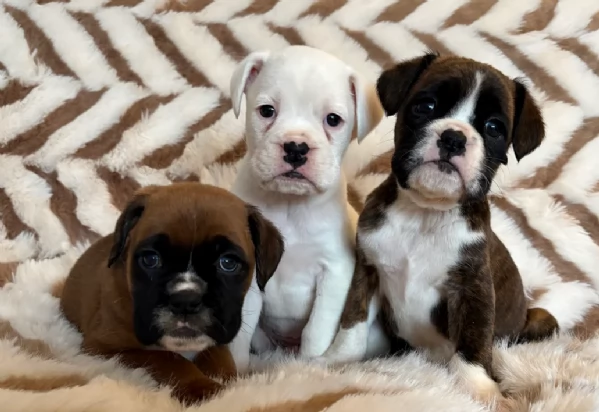 cuccioli di Boxer ALLEVATI CON AMORE per adozione | Foto 2