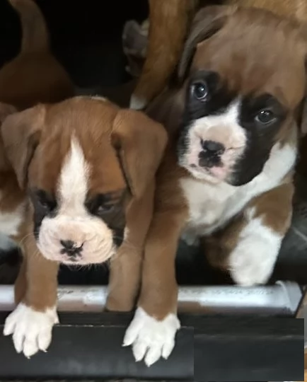 cuccioli di Boxer ALLEVATI CON AMORE per adozione | Foto 0