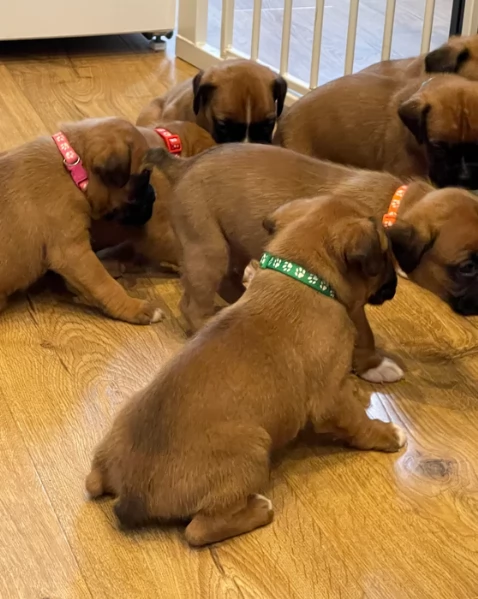 cuccioli di Boxer ALLEVATI CON AMORE per adozione | Foto 2