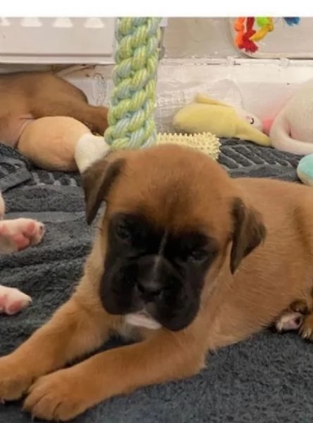 cuccioli di Boxer ALLEVATI CON AMORE per adozione | Foto 3