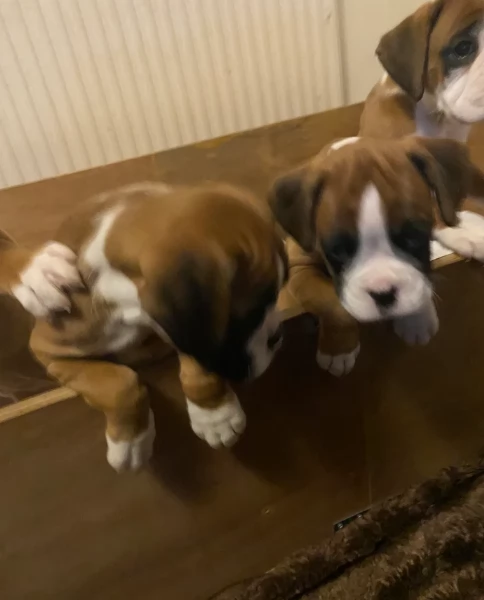 cuccioli di Boxer ALLEVATI CON AMORE per adozione | Foto 3