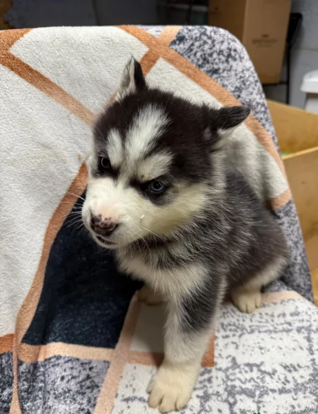 Bellissimi cuccioli di Siberian Husky disponibili per adozione | Foto 4