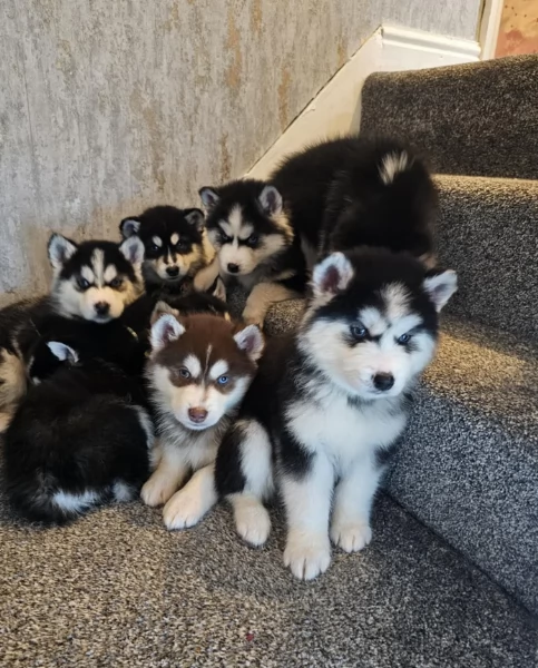 Bellissimi cuccioli di Siberian Husky disponibili per adozione | Foto 3