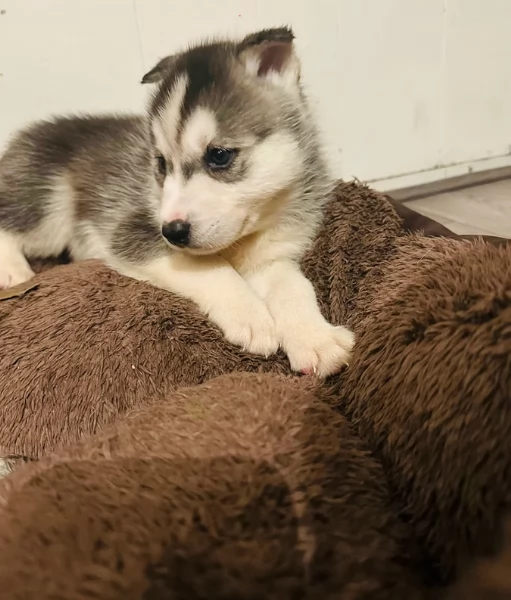 Bellissimi cuccioli di Siberian Husky disponibili per adozione | Foto 1