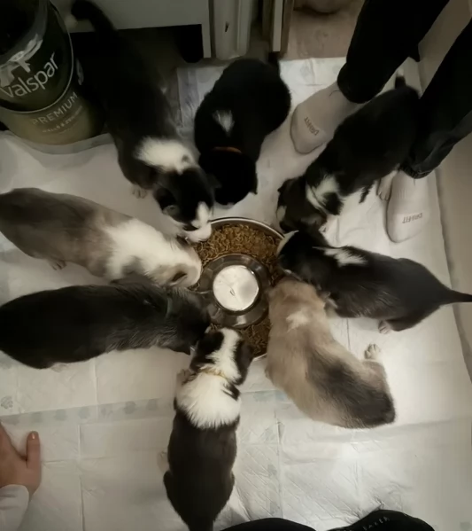 Bellissimi cuccioli di Siberian Husky disponibili per adozione | Foto 2