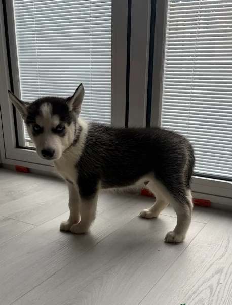 Bellissimi cuccioli di Siberian Husky disponibili per adozione | Foto 0