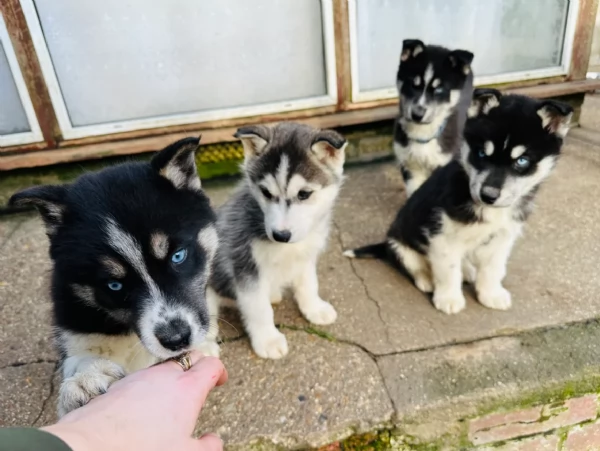 Bellissimi cuccioli di Siberian Husky disponibili per adozione | Foto 4