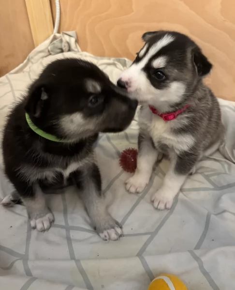 Bellissimi cuccioli di Siberian Husky disponibili per adozione | Foto 4