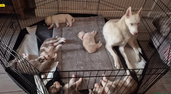 Bellissimi cuccioli di Siberian Husky disponibili per adozione | Foto 3