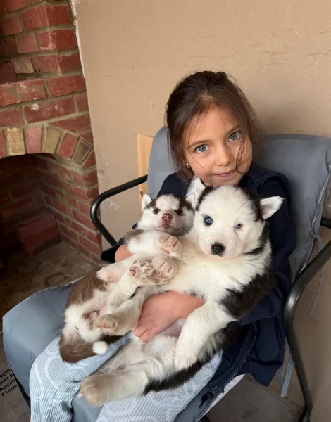 Bellissimi cuccioli di Siberian Husky disponibili per adozione | Foto 1