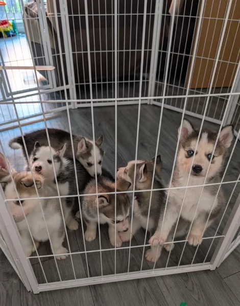 Bellissimi cuccioli di Siberian Husky disponibili per adozione | Foto 3