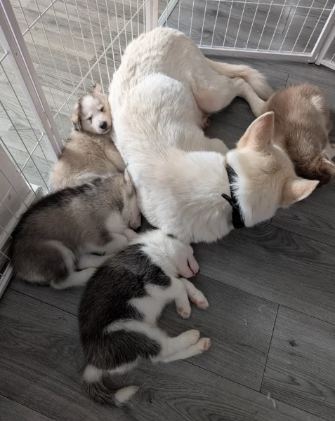 Bellissimi cuccioli di Siberian Husky disponibili per adozione | Foto 2
