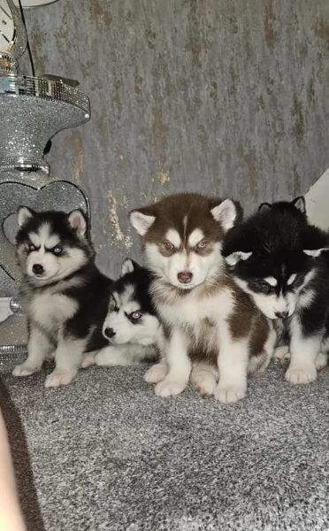 Bellissimi cuccioli di Siberian Husky disponibili per adozione | Foto 2